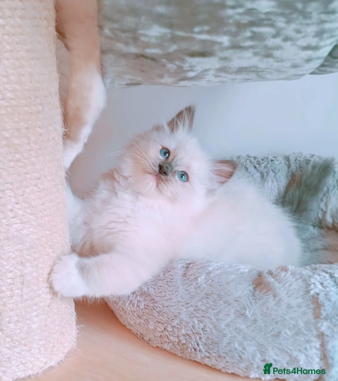 Ragdoll cats for sale: Raised with Love, looking for forever homes 🏠❤️ - Advert 1