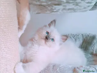 Ragdoll cats Raised with Love, looking for forever homes 🏠❤️ - Advert 12