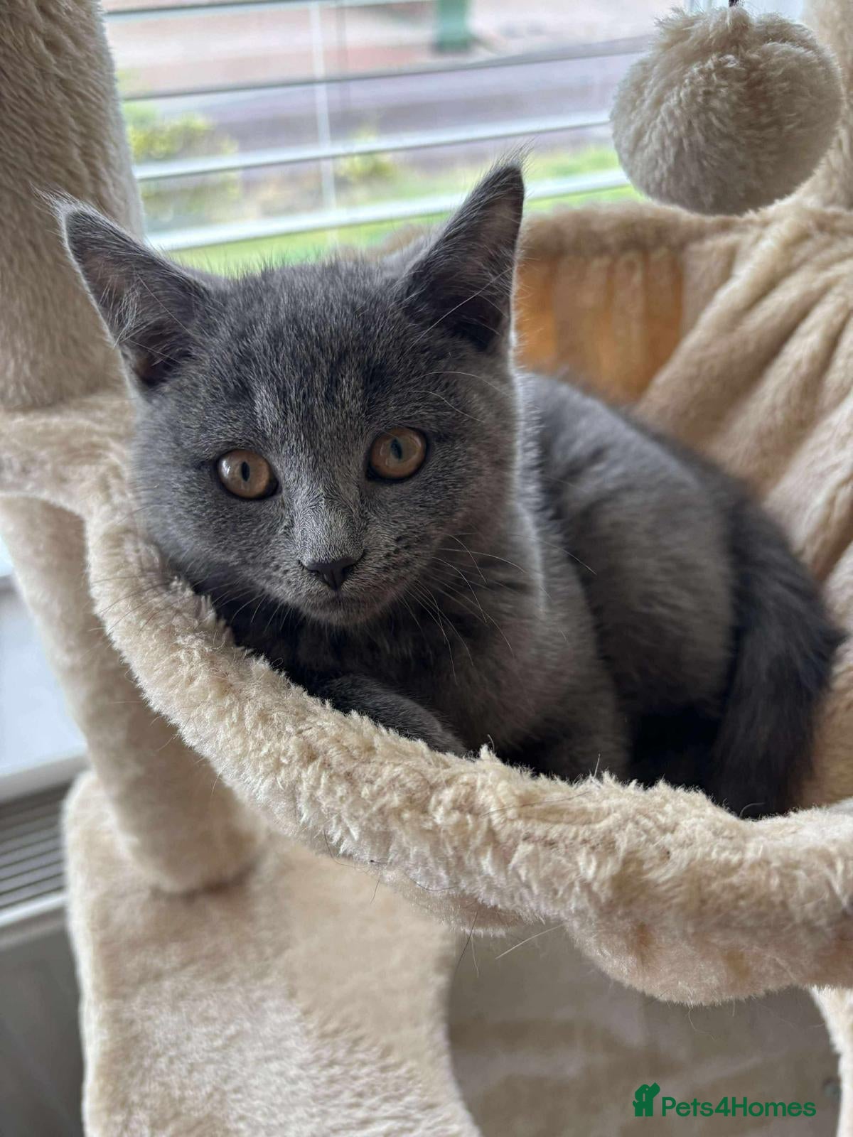 British Shorthair cats 6 month old British Short Hair  - Advert 1