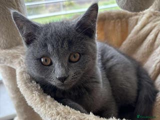 British Shorthair cats 6 month old British Short Hair - Advert 1