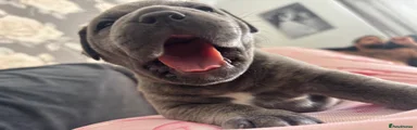 Staffordshire Bull Terrier 2