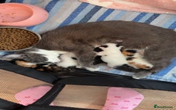 British Shorthair cats for sale: 4 Kittens for sale - Image 23