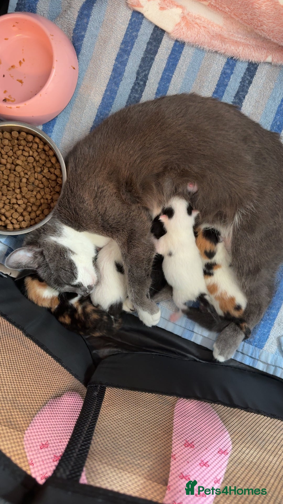 British Shorthair cats for sale: 4 Kittens for sale - Image 23