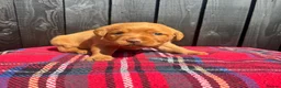 Labrador Retriever dogs for sale: 🧡 Fox Red KC working Labrador’s  in Thetford - Advert 39