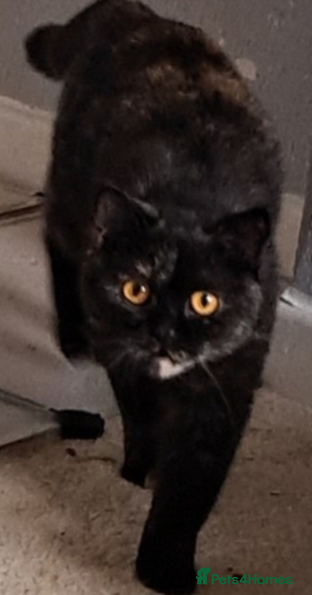 British Shorthair cats for sale: 2 Gorgeous BSH kittens - Image 5