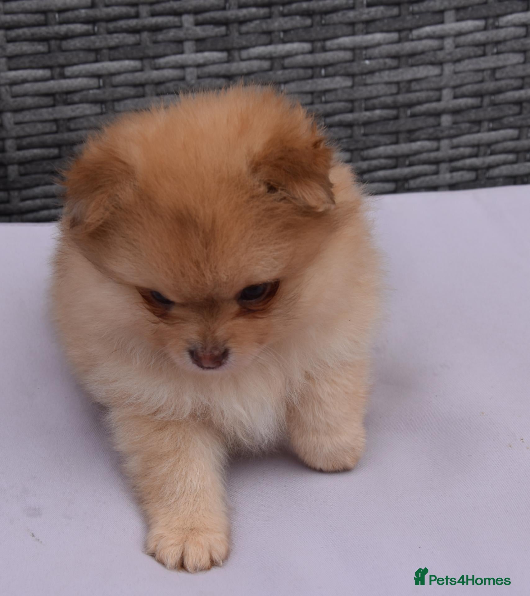 Pomeranian dogs Pomeranian puppies - Advert 1