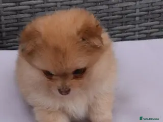 Pomeranian dogs Pomeranian puppies - Advert 1