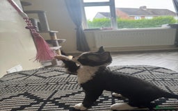 Devon Rex cats for sale: Aramis - Only 2 left Devon Rex Kittens – Exceptional Type  - Image 23