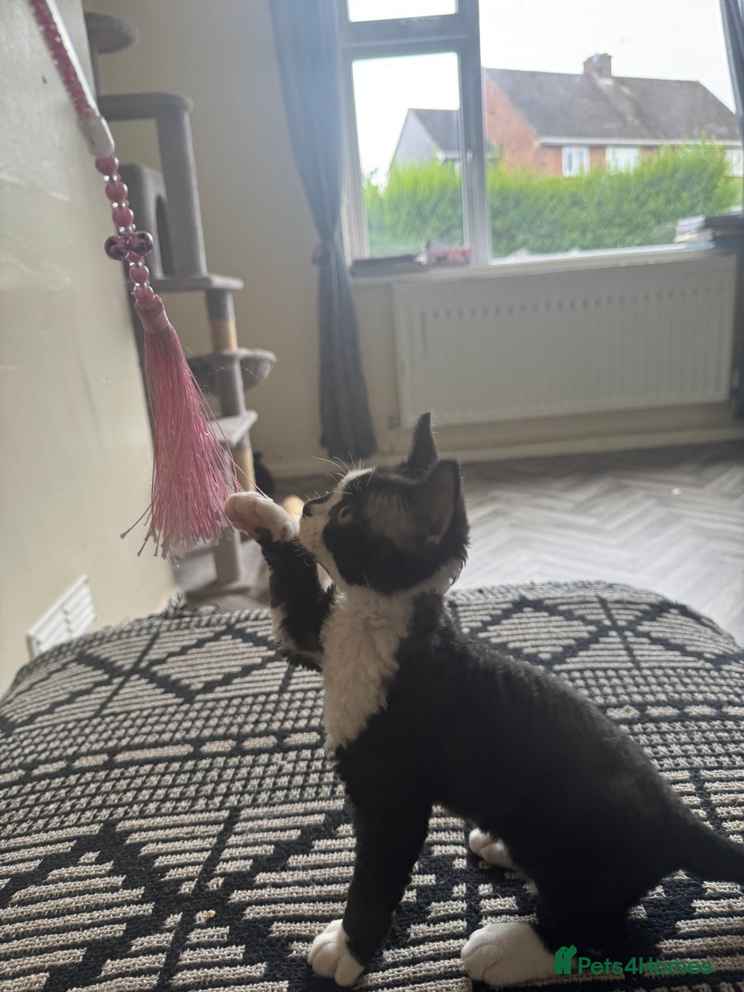 Devon Rex cats for sale: Aramis - Only 2 left Devon Rex Kittens – Exceptional Type  - Image 23