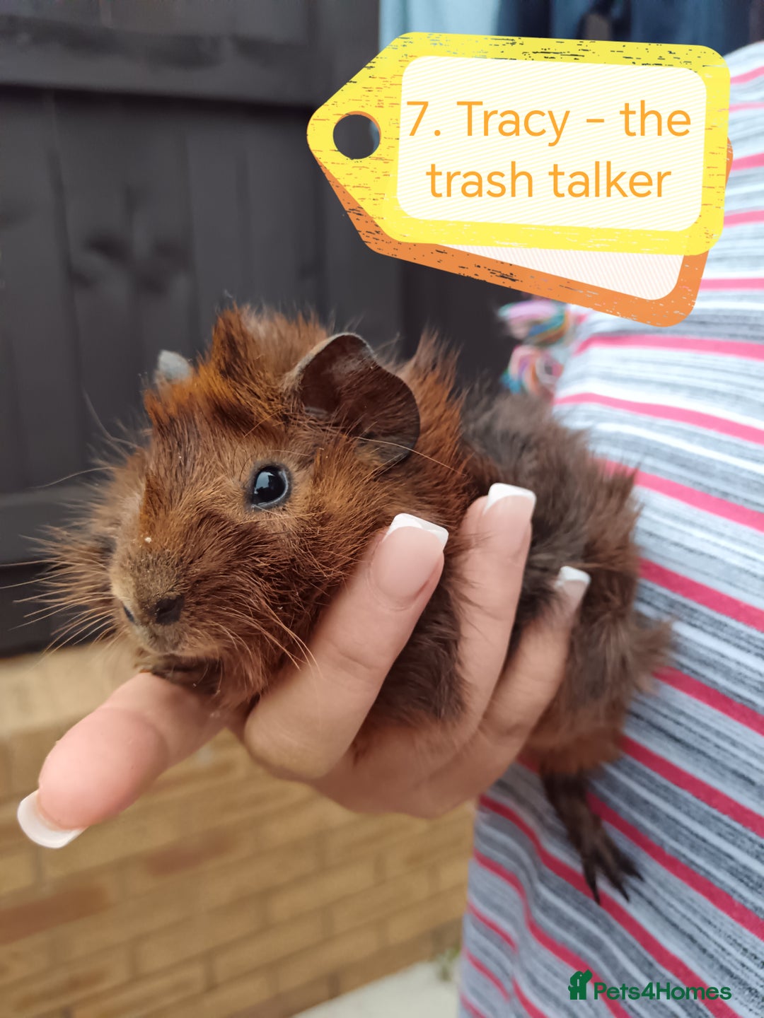 Guinea Pig rodents for sale: Abyssinian female guinea pigs for sale  - Image 4