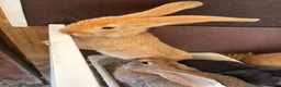 Continental Giant rabbits for sale: 3 left 1 boy and 2 girls all ginger  - Advert 4