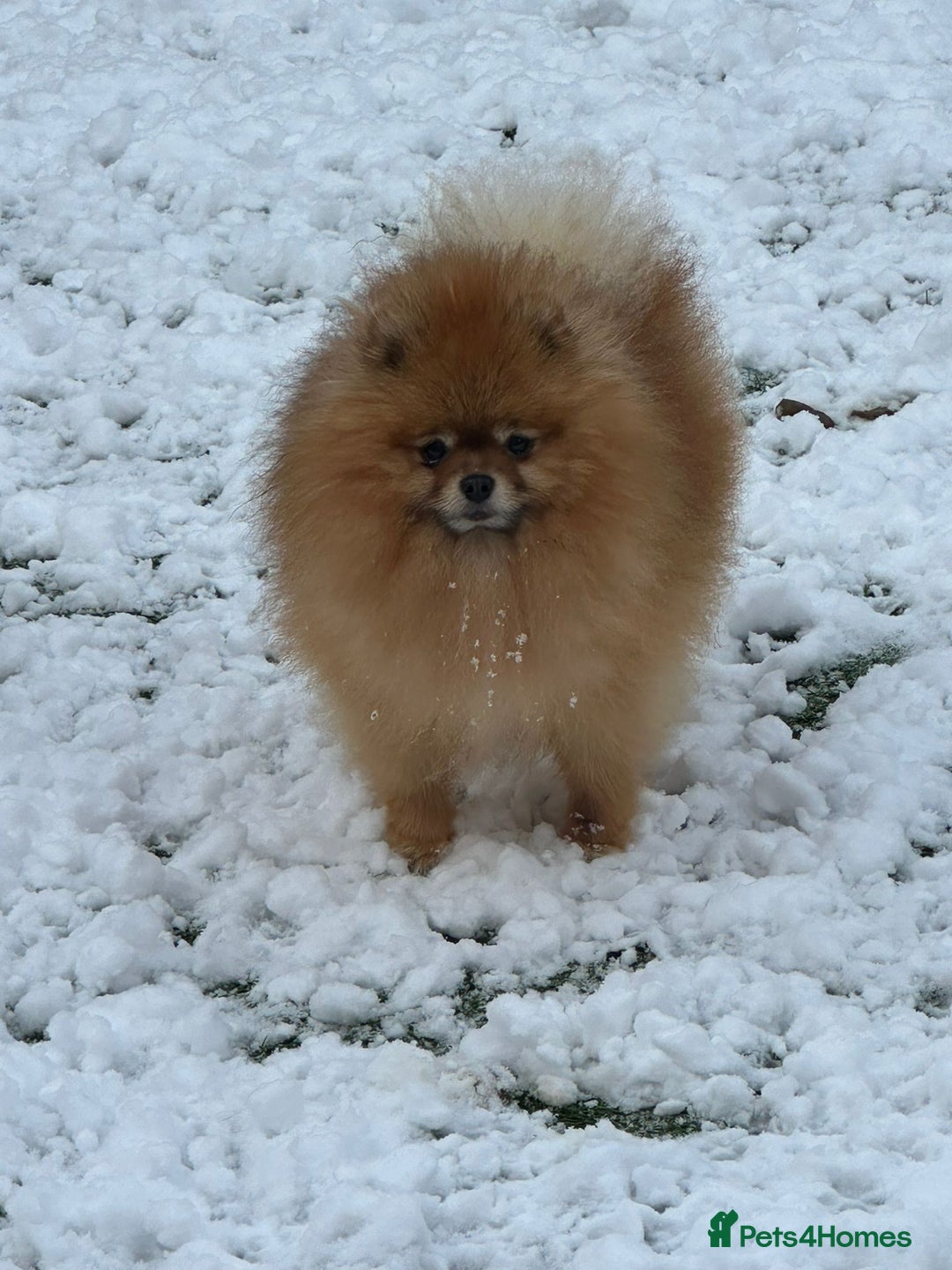 Pomeranian dogs for stud: Samurai kc registered boy for stud in Barnsley - Advert 2
