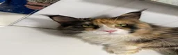 Maine Coon cats for sale: Stunning Maine Coon Kittens Red & Tortie Babies - Advert 2