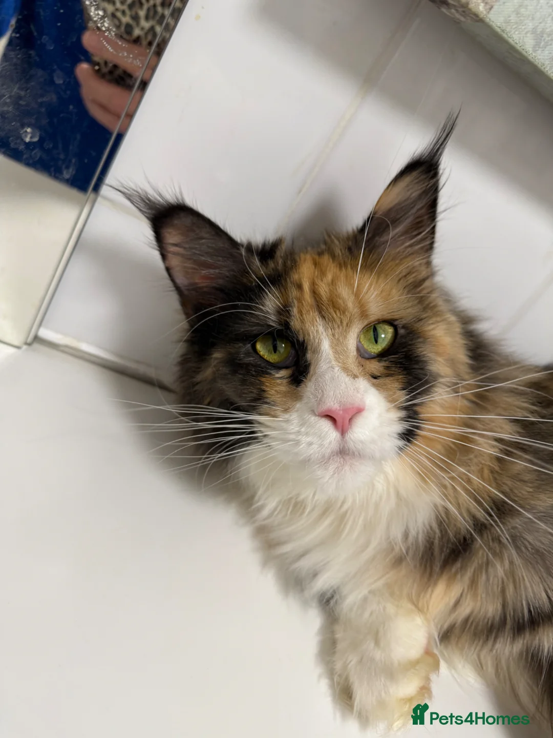 Maine Coon cats for sale: Stunning Maine Coon Kittens Red & Tortie Babies - Advert 2