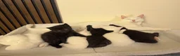 British Longhair cats for sale: 6 Fluffy White or Black Kittens | Ready in 3 Days! - Advert 36