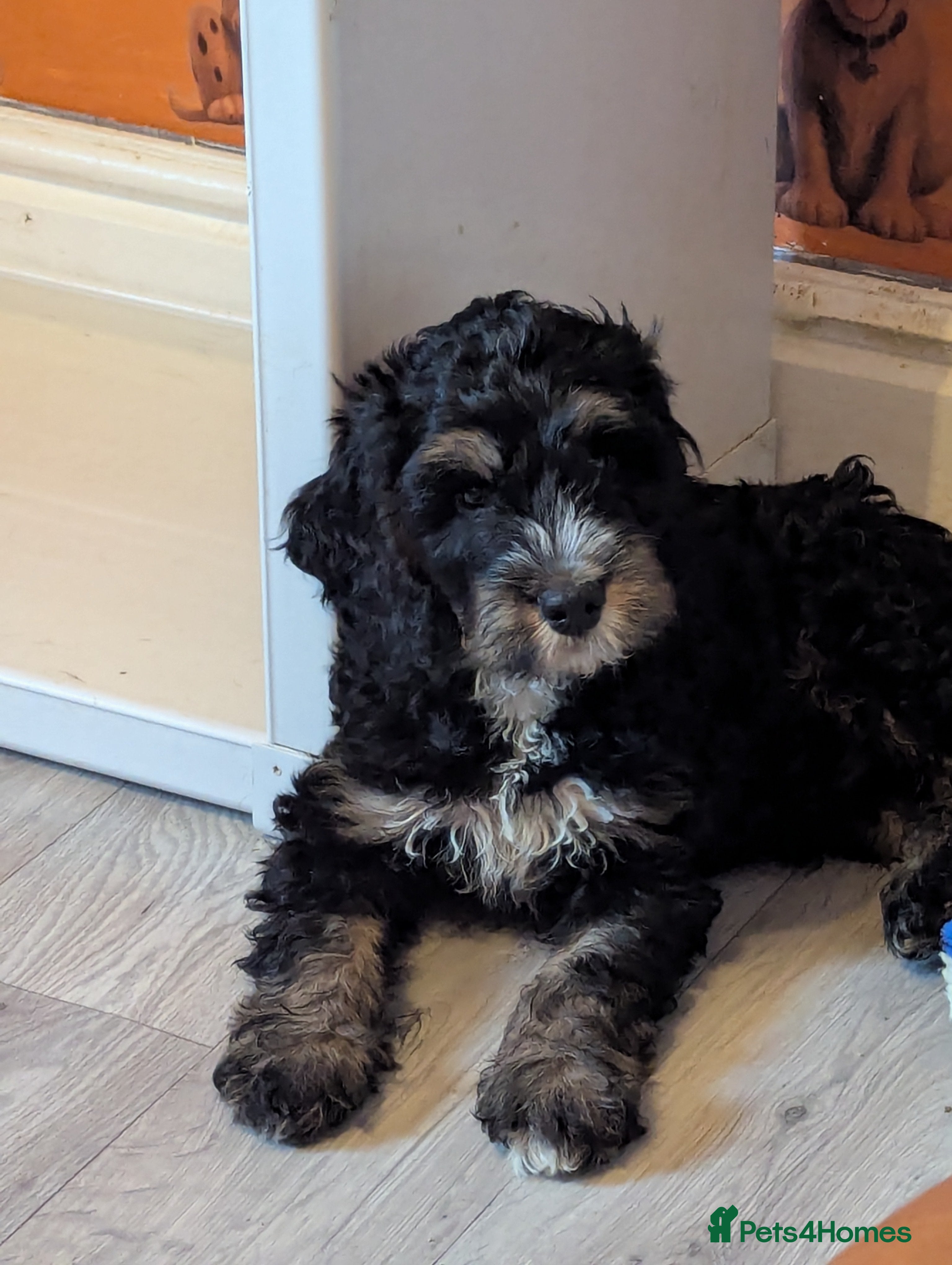 Cockapoo dogs Black and gold cockapoo  - Advert 15