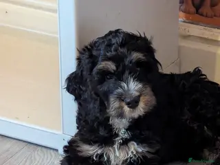 Cockapoo dogs Black and gold cockapoo - Advert 15