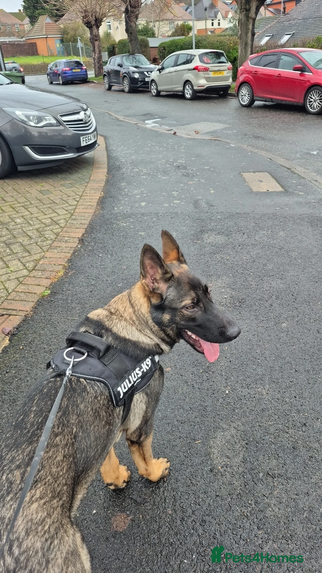 German Shepherd dogs for sale: 6 month german shepherd  - Advert 4