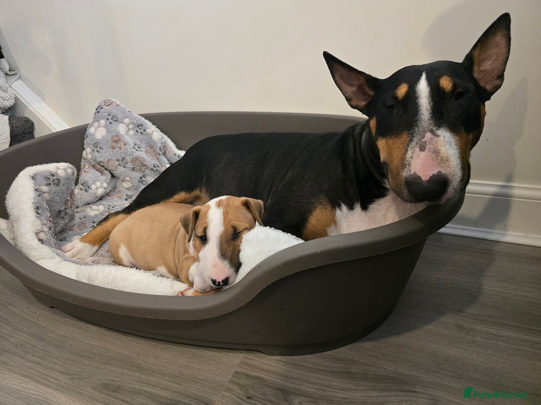 English Bull Terrier dogs for sale: Beautiful girl - Image 13