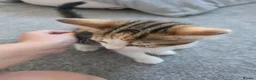 Domestic Shorthair cats for sale: Beautiful 8-week kitten looking for a loving home - Advert 5