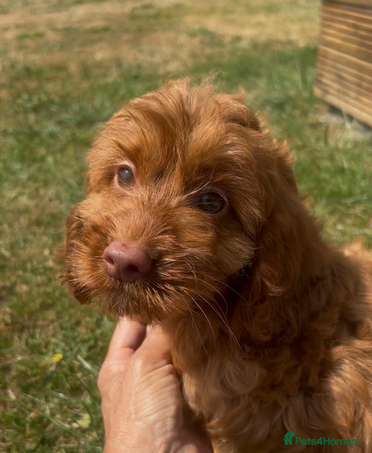 Cockapoo dogs Affectionate toy Cockapoo girls  - Advert 1