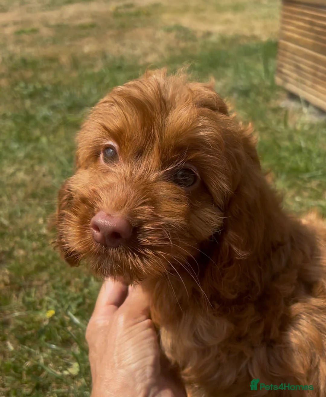 Cockapoo dogs for sale: Affectionate toy Cockapoo girls  - Advert 1
