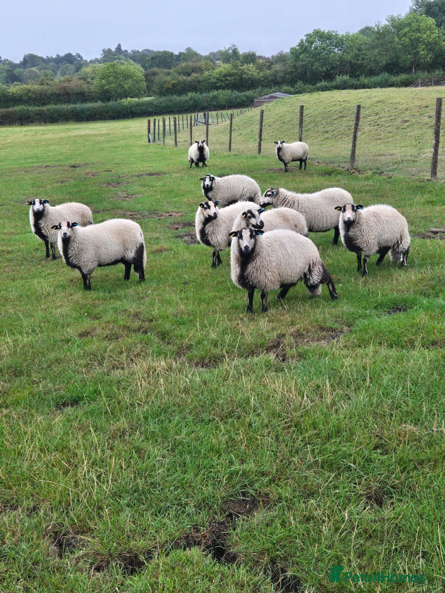 Sheep livestock Badger Faced Welsh Mountain Ewe Lambs - Advert 18
