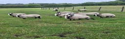 Sheep livestock for sale: Badger Faced Welsh Mountain Ewe Lambs in Faringdon - Advert 1