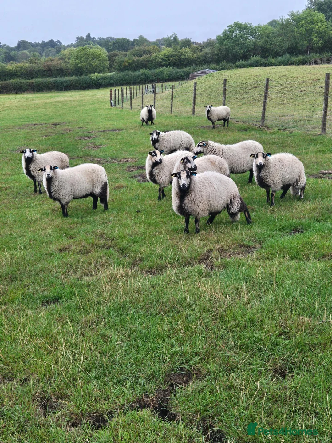 Sheep livestock for sale: Badger Faced Welsh Mountain Ewe Lambs in Faringdon - Advert 1