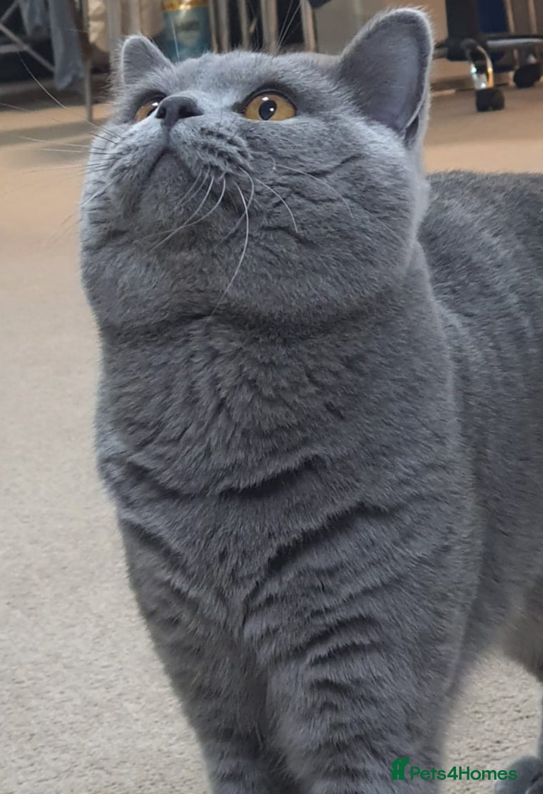 British Shorthair cats for stud: GCCF ACTIV Blue BSH Boy for Stud  in Boston - Advert 4