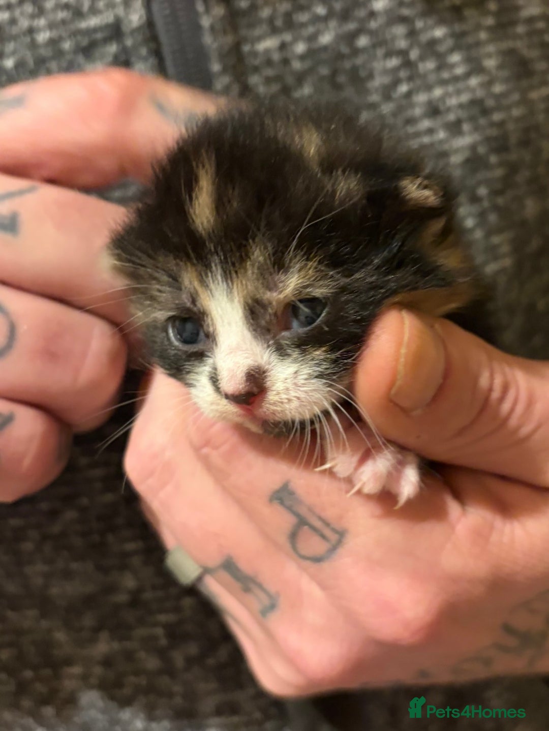 Mixed Breed cats for sale: Stunning Calico Kitten - Advert 7