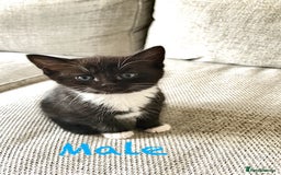Mixed Breed cats for sale: Delightful mix-breed Siamese-black tabby-kittens - Image 8