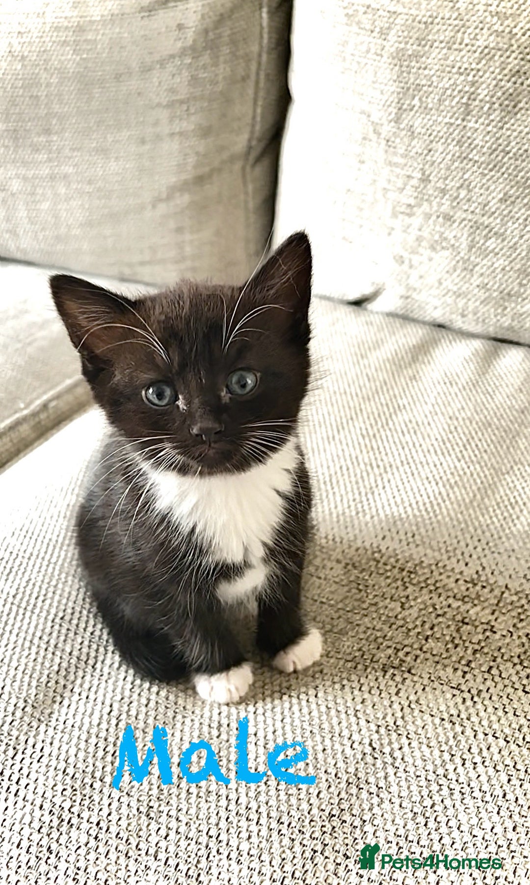 Mixed Breed cats for sale: Delightful mix-breed Siamese-black tabby-kittens - Image 8
