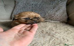 Shih Tzu dogs for sale: 2 female Shih Tzu puppies  - Image 3