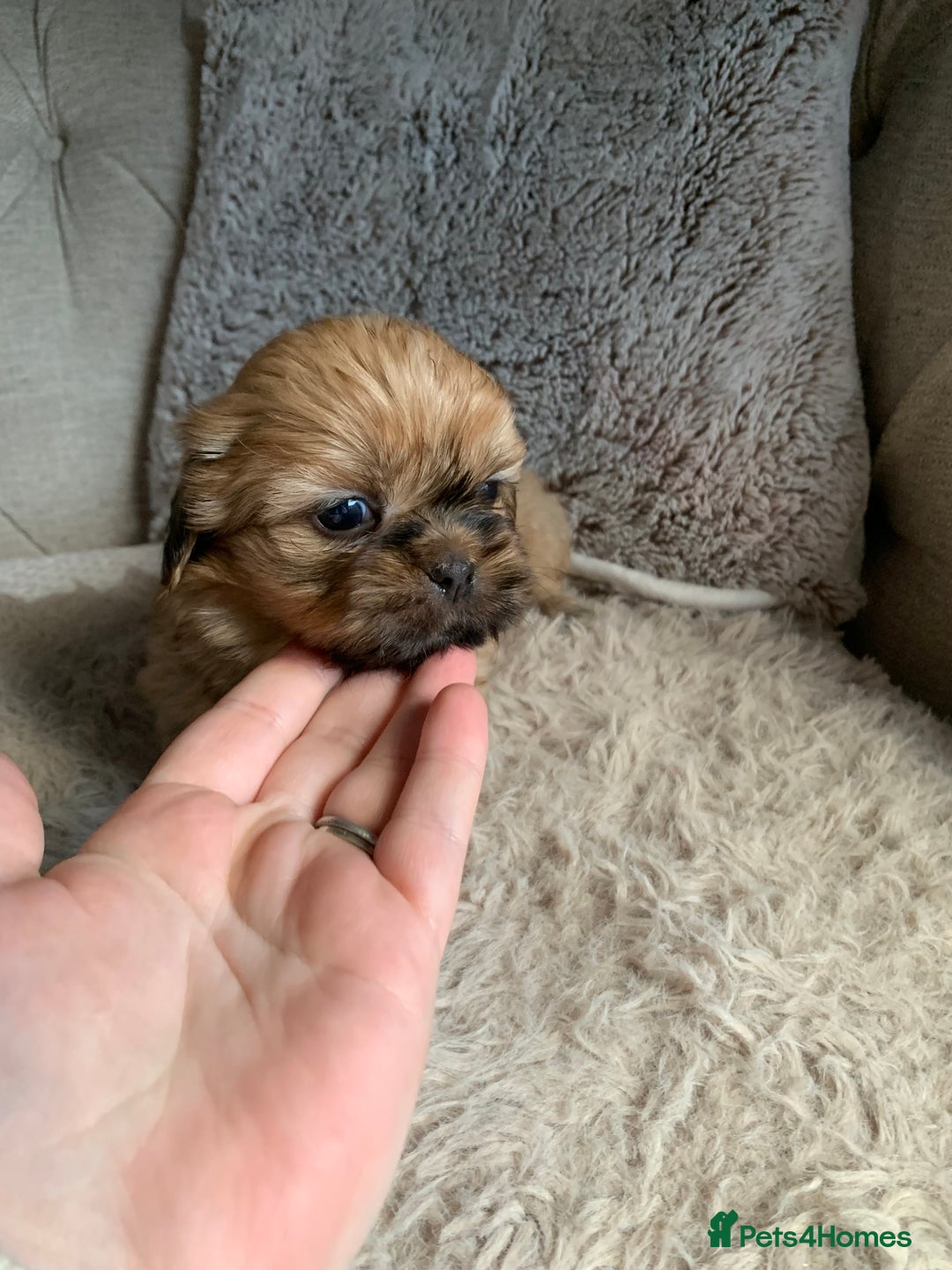 Shih Tzu dogs for sale: 2 female Shih Tzu puppies  - Image 3