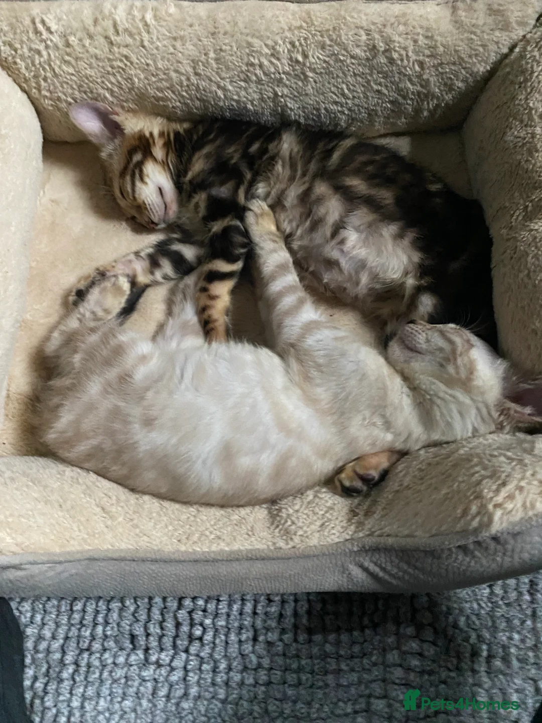 Bengal cats for sale: Top quality pure breed marble Bengal kitten  - Advert 7