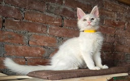 Maine Coon cats for sale: Reduced price- Last 2x Kittes - TICA MaineCoon - Image 26