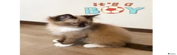 Ragdoll cats for sale: Ragdoll & Ragdoll cross kittens - Advert 10