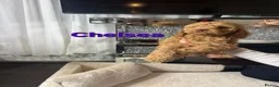 Cockapoo dogs for sale: READY NOW TO FIND HOMES  - Advert 7