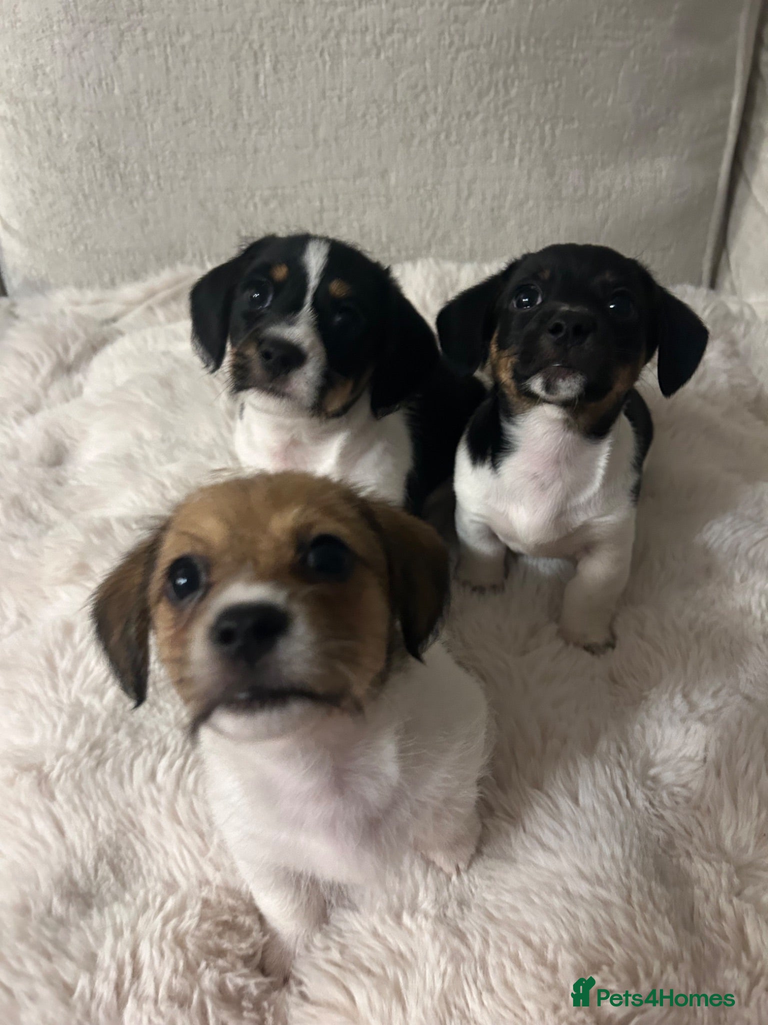 Mixed Breed dogs Mauxie ( Miniature Dachshund X Maltese )  - Advert 16