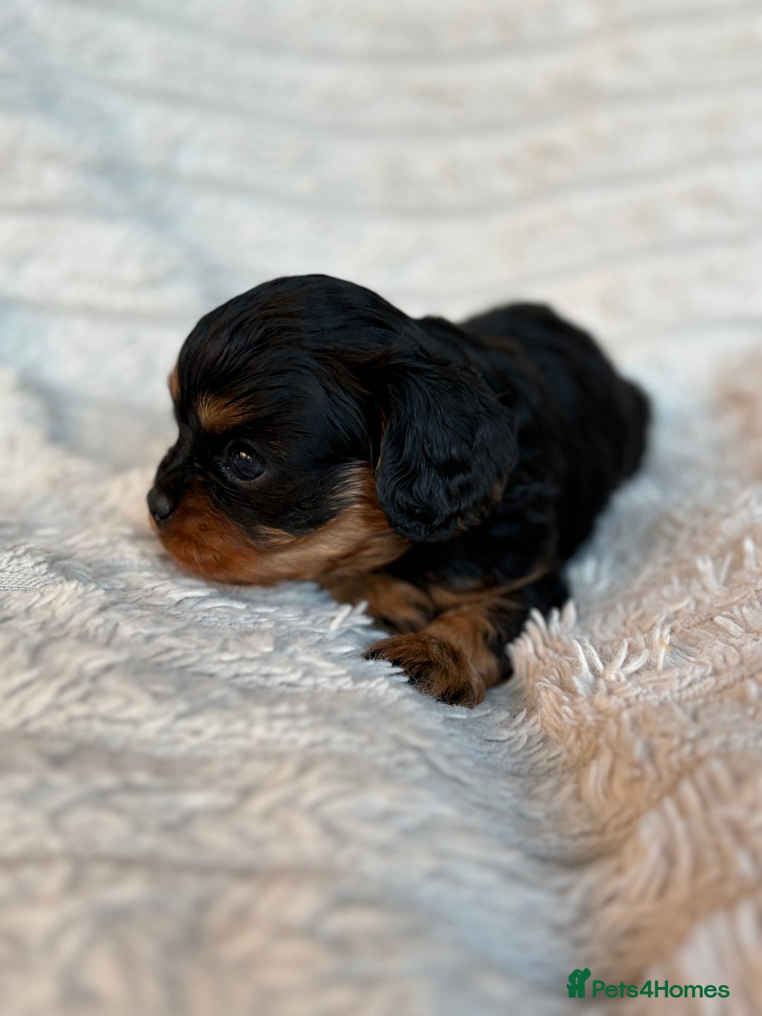 Cavalier King Charles Spaniel dogs for sale: Cavalier King Charles spaniel puppies - Advert 15
