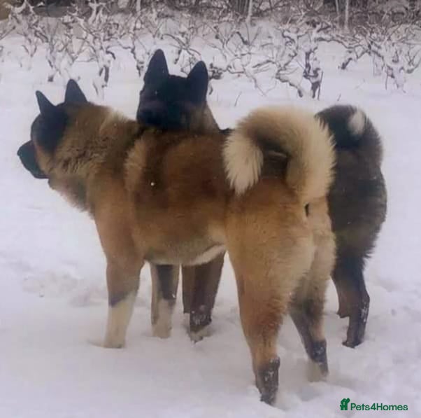 Akita dogs Akita pups - Advert 2