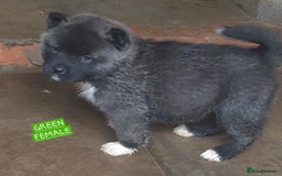 Akita dogs for sale: KC REGISTERED BEAR HEAD AMERICAN AKITA FEMALE PUPS - Image 10