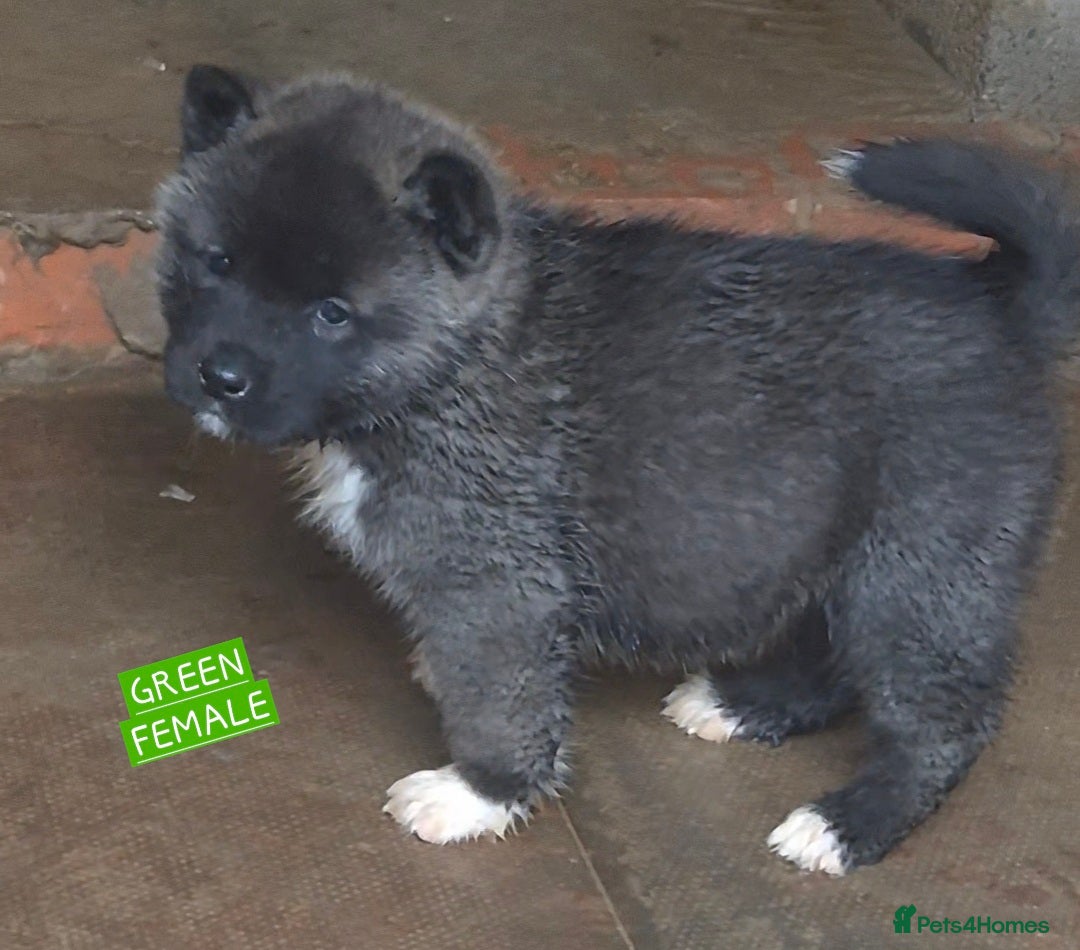 Akita dogs for sale: KC REGISTERED BEAR HEAD AMERICAN AKITA FEMALE PUPS - Image 10