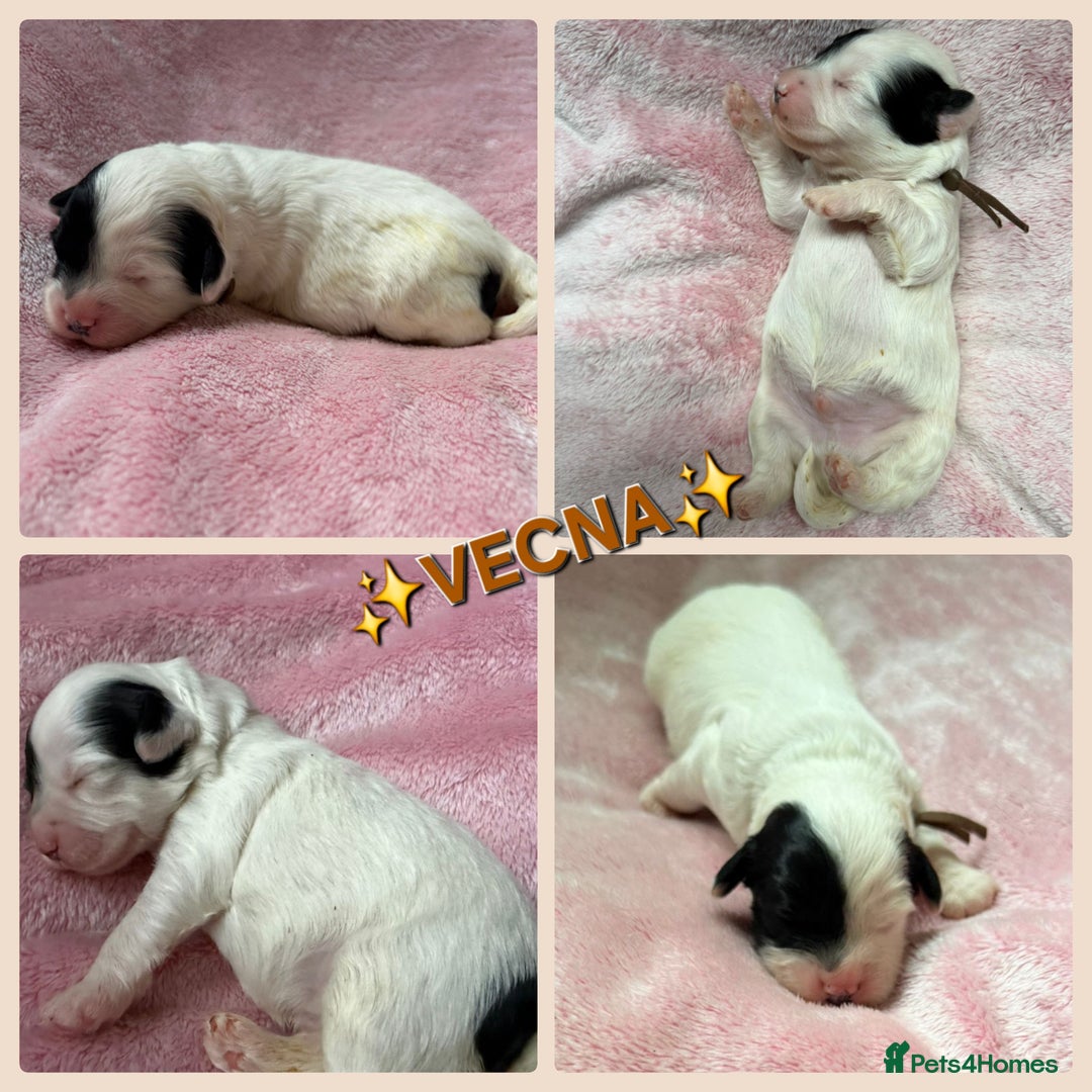 Cavapoo dogs for sale: STUNNING FULLY HEALTH TESTED F1B CAVAPOO  - Advert 37