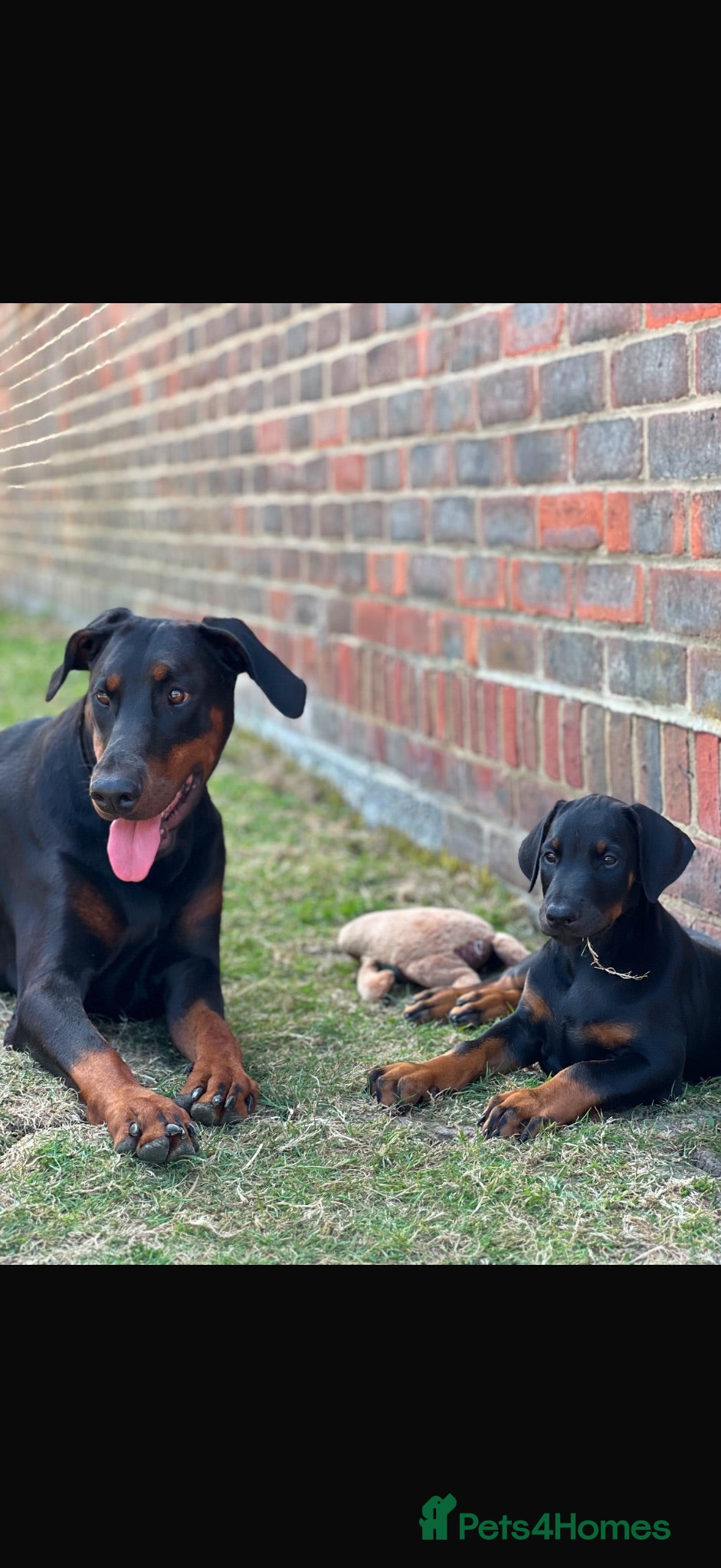 Dobermann dogs EXCEPTIONAL HOME BRED DOBERMANN PUPPIES - Advert 11