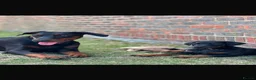 Dobermann dogs for sale: EXCEPTIONAL HOME BRED DOBERMANN PUPPIES - Advert 1
