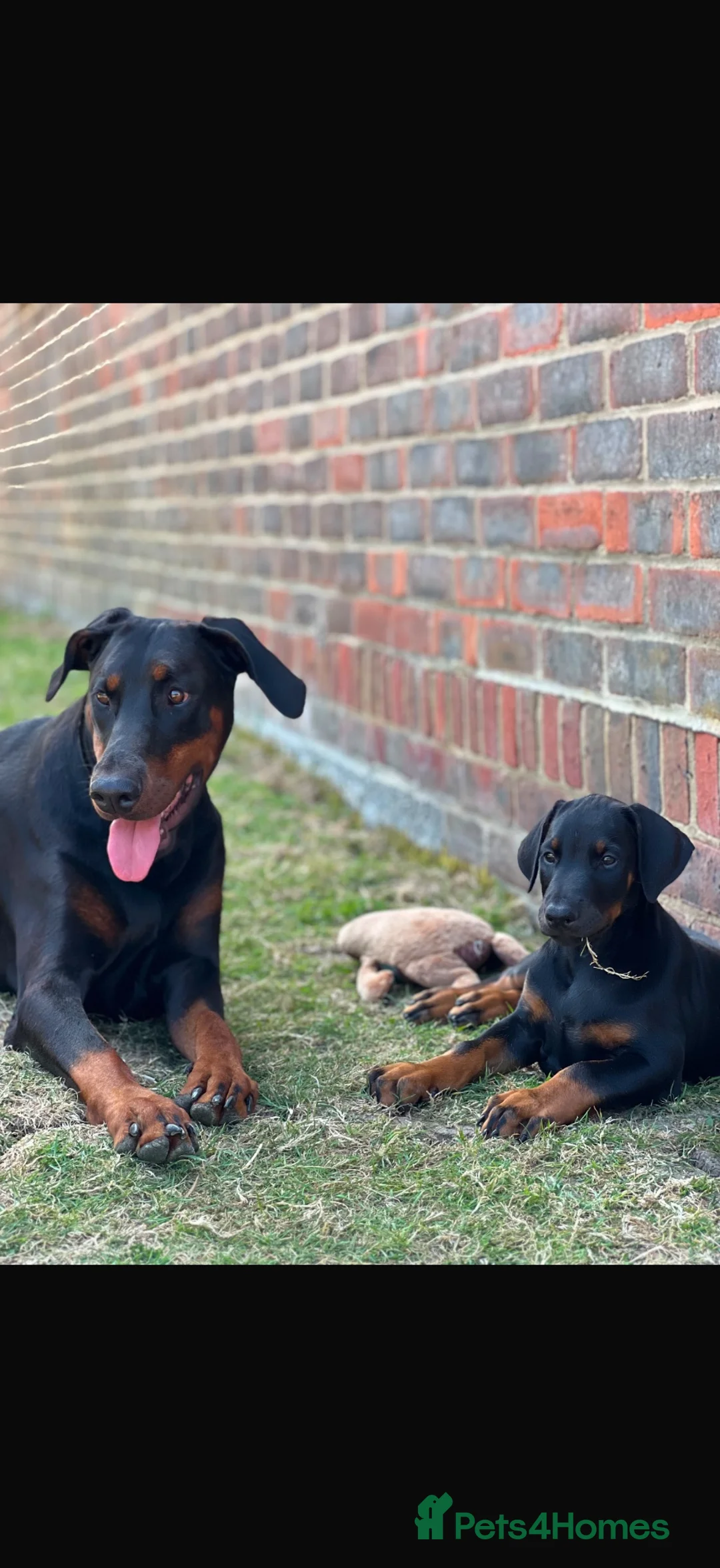 Dobermann dogs for sale: EXCEPTIONAL HOME BRED DOBERMANN PUPPIES - Advert 1