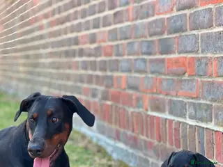Dobermann dogs EXCEPTIONAL HOME BRED DOBERMANN PUPPIES - Advert 11