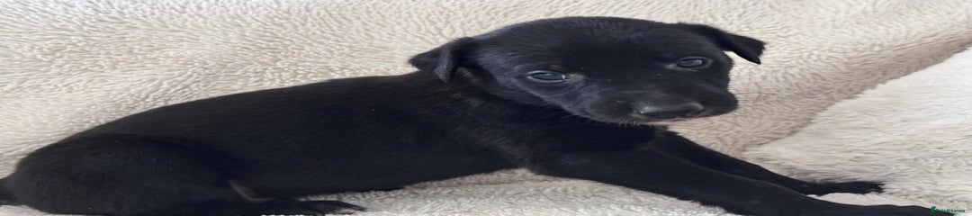 Mixed Breed Puppy 3